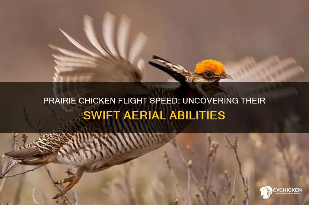 how fast does a prairie chicken fly