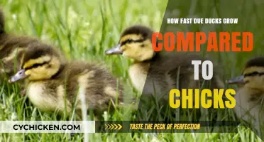 Duck vs. Chick Growth Rates: A Comparative Analysis of Development Speed