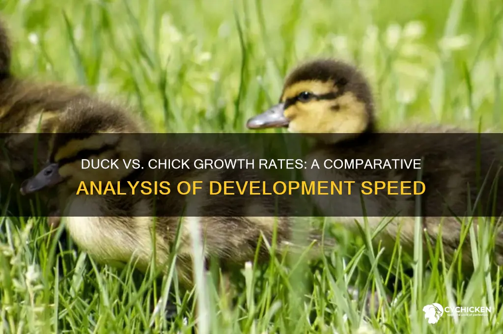 how fast due ducks grow compared to chicks