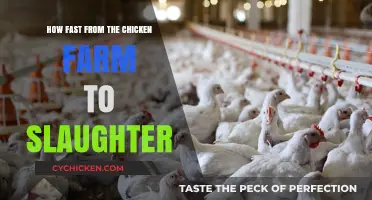From Farm to Slaughter: The Speed of Chicken Processing Explained
