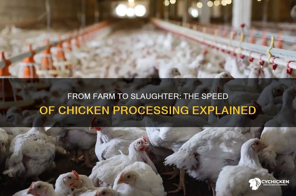 how fast from the chicken farm to slaughter