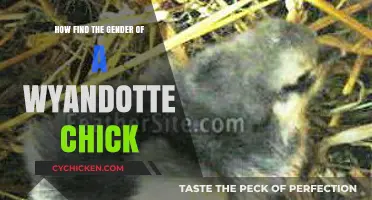 Identifying Wyandotte Chick Gender: A Beginner's Guide to Sexing Poultry