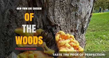 Exploring the Texture: How Firm Are Chicken of the Woods Mushrooms?