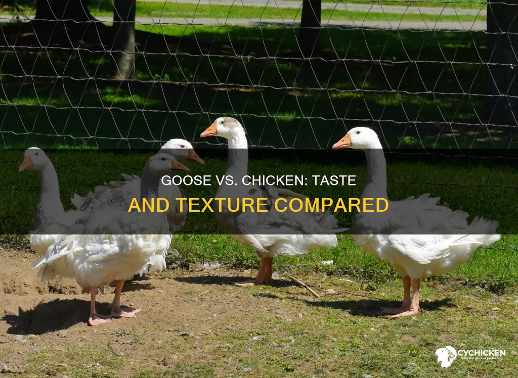 how foes a goose compare to chicken in taste