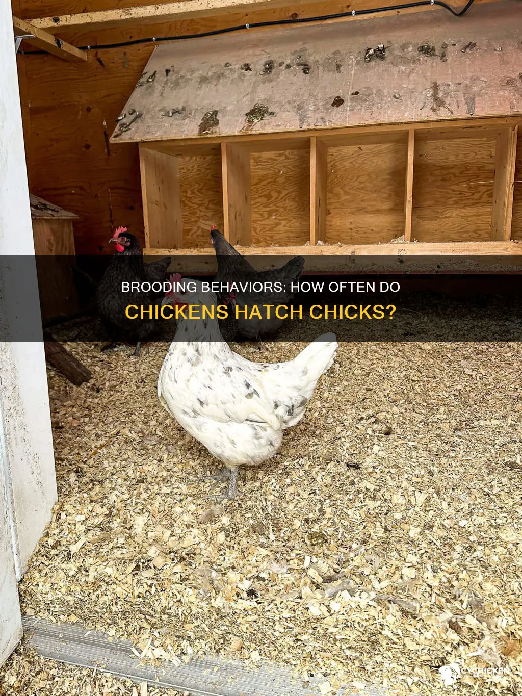 how frequently does a chicken hatch a brood of chicks