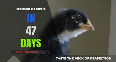 Rapid Growth: Understanding 47-Day Chicken Development and Farming Practices