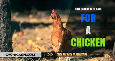 Caring for Chickens: Is It Really That Hard?