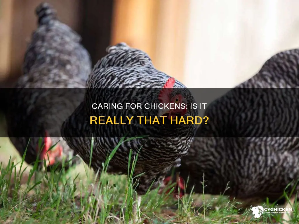 how hard is it to care for a chicken