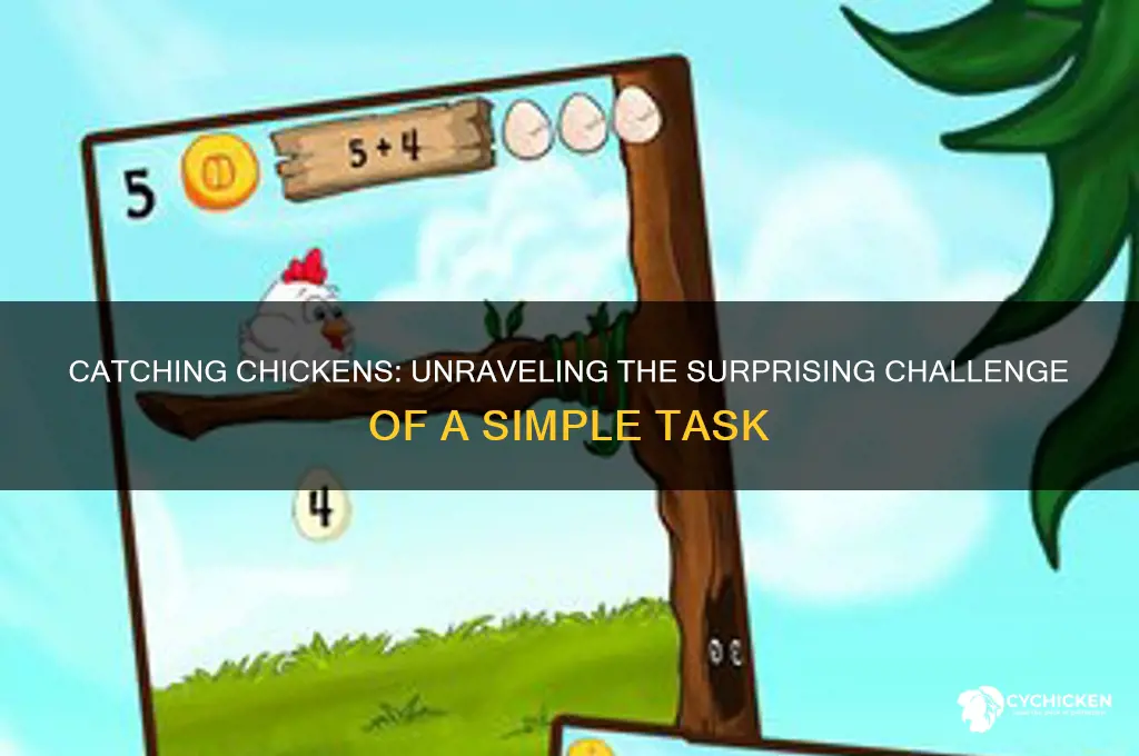 how hard is it to catch a chicken