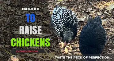 Raising Chickens: Challenges, Rewards, and What You Need to Know
