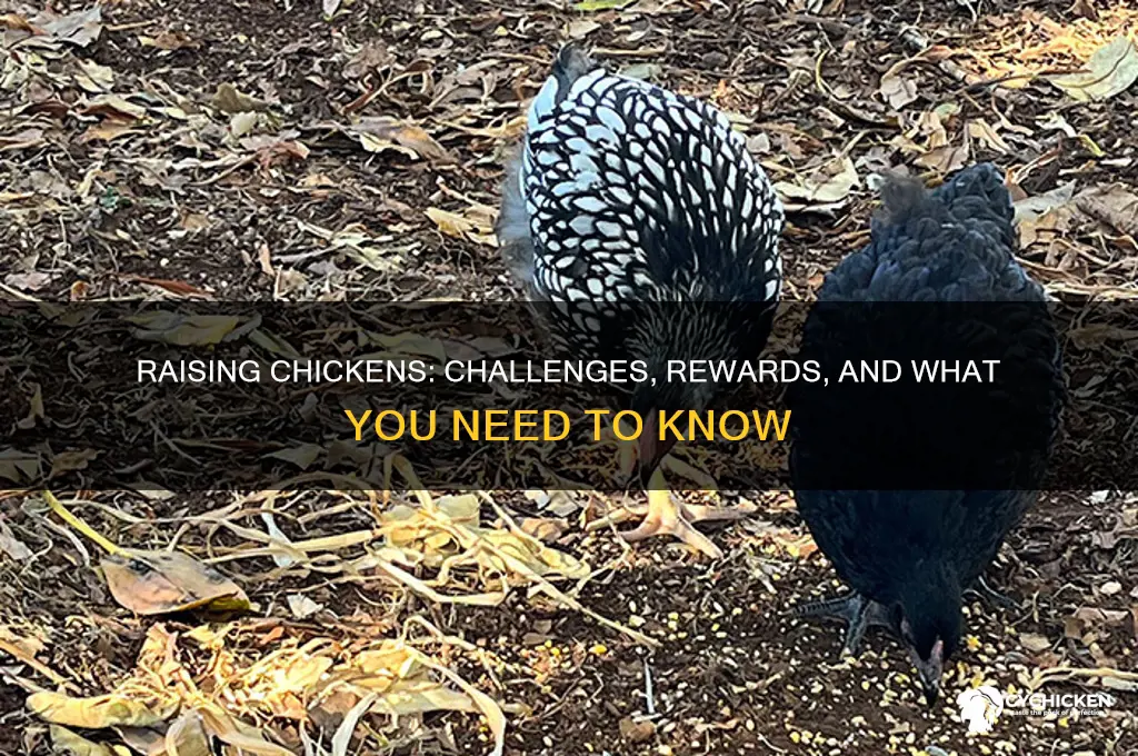 how hard is it to raise chickens