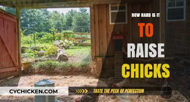 Raising Chicks: Challenges and Rewards of Backyard Poultry Care