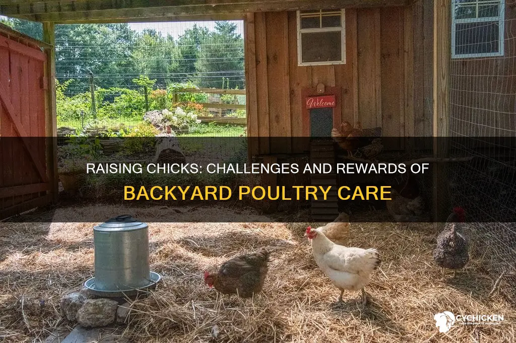 how hard is it to raise chicks