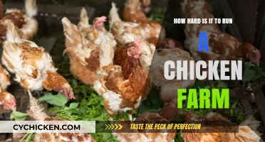 Challenges of Running a Chicken Farm