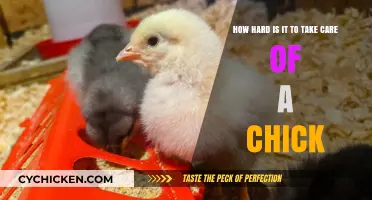 Caring for Chicks: A Challenging Yet Rewarding Endeavor