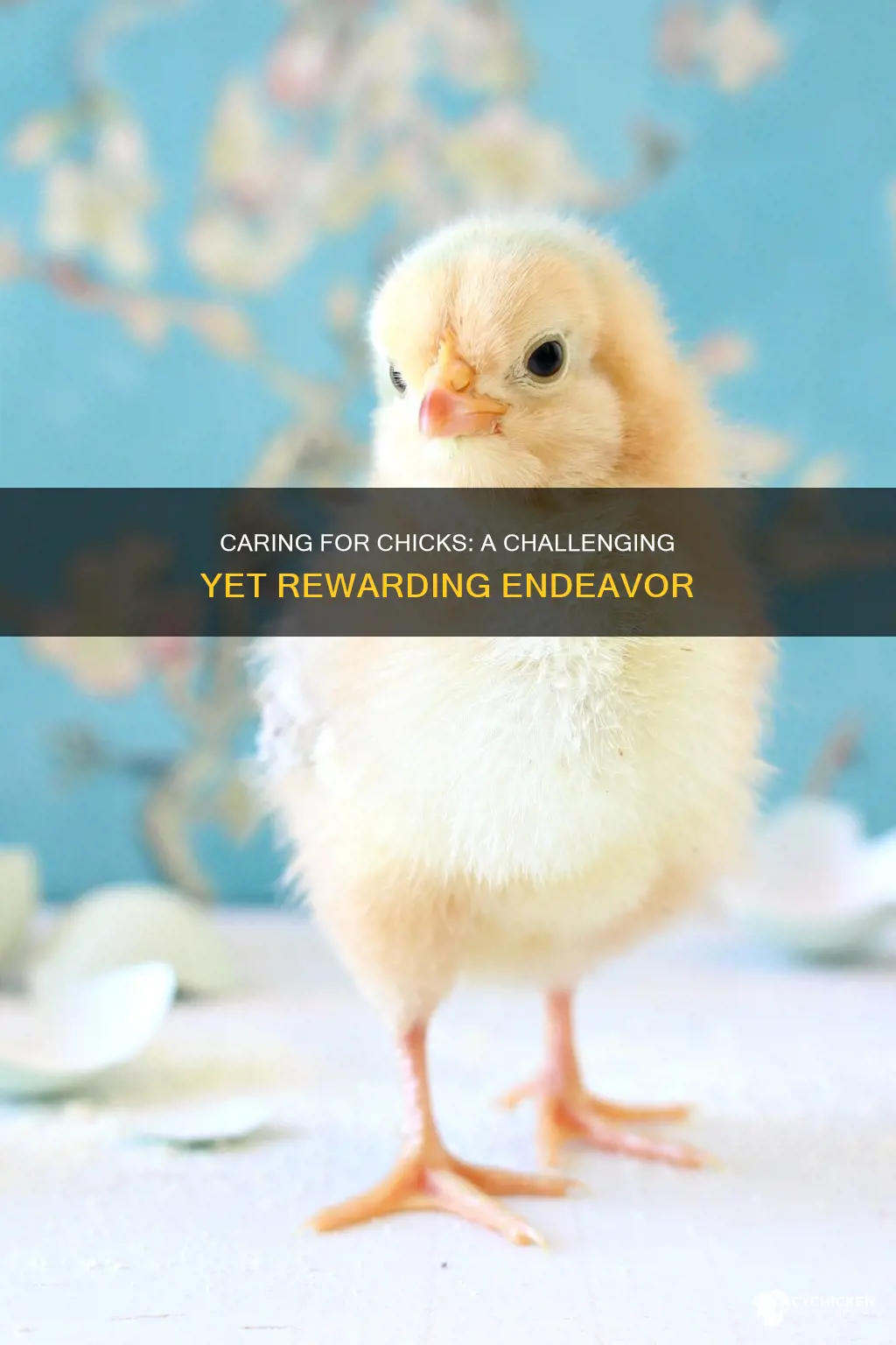 how hard is it to take care of a chick