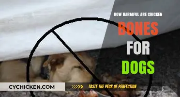Chicken Bones and Dogs: Uncovering the Hidden Dangers for Your Pet