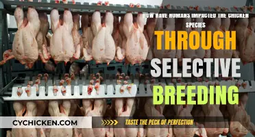 Human-Chicken Relations: Selective Breeding's Impact