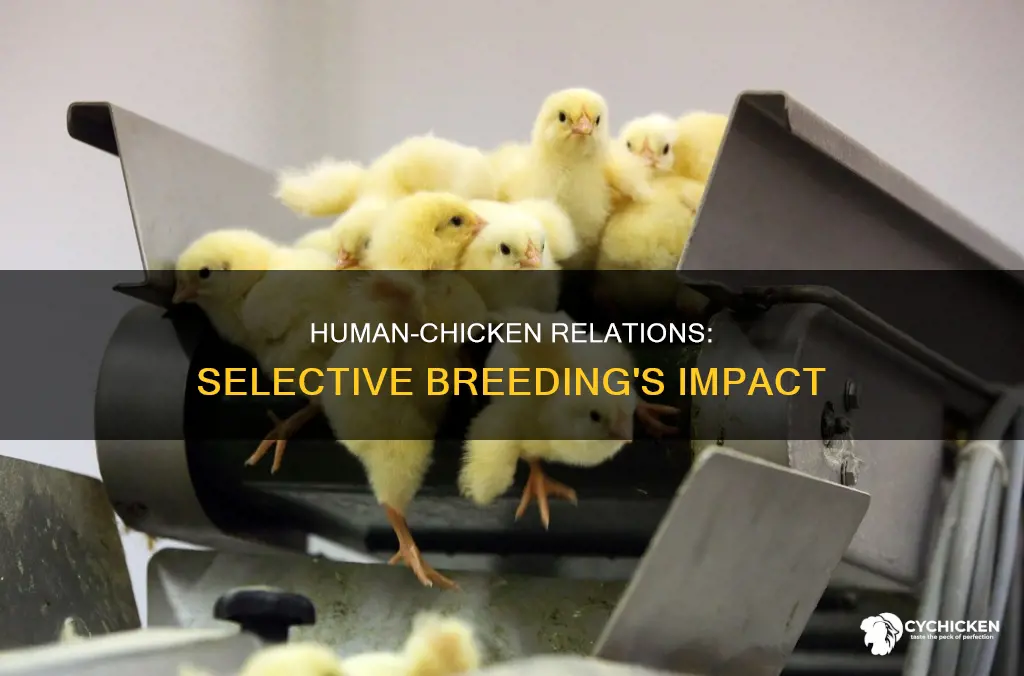 how have humans impacted the chicken species through selective breeding
