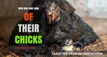 Nurturing Nature: How Hens Tenderly Care for Their Chicks