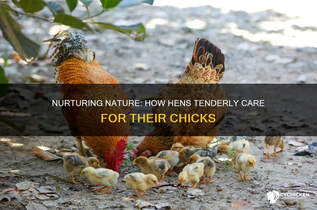 how hen take care of their chicks