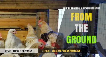 The Ideal Height for Chicken Roosts