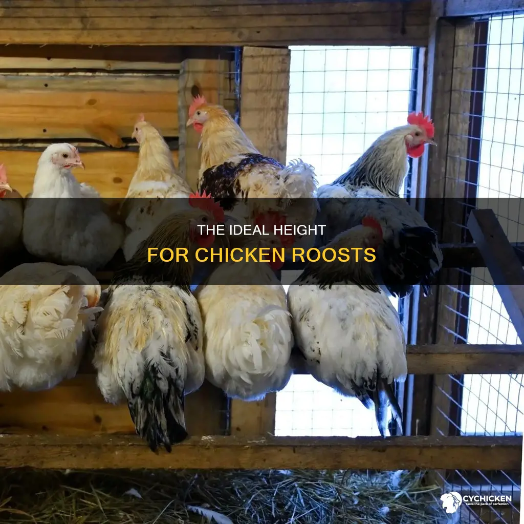 how hi should a chicken roost be from the ground