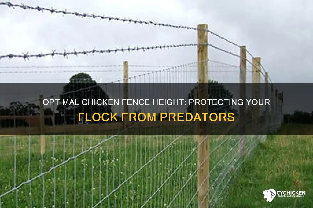how high chicken fence need to be