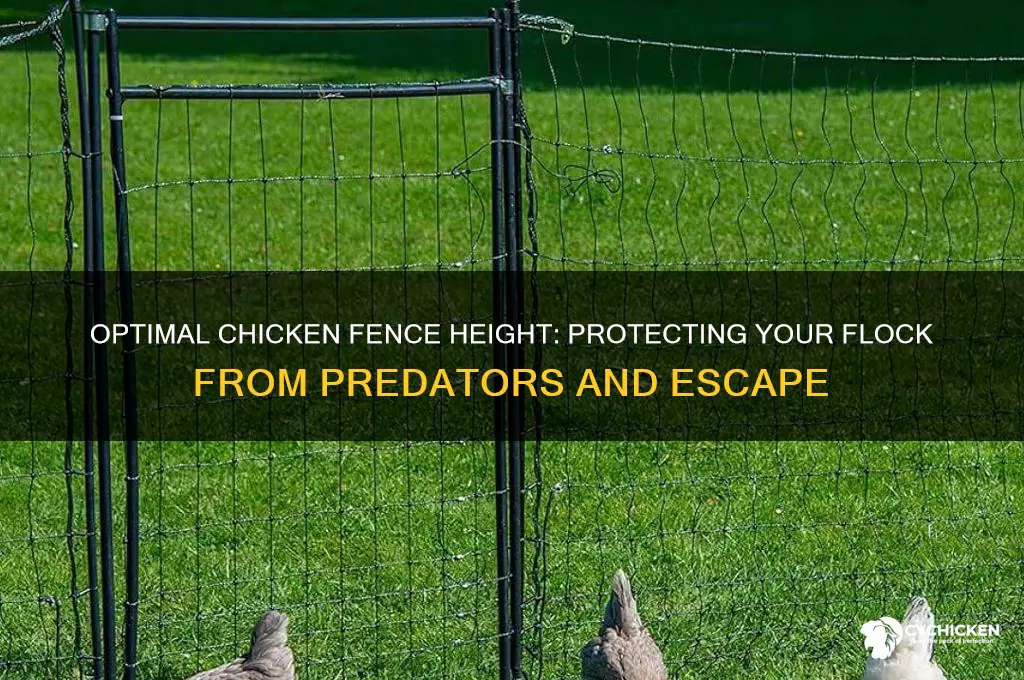 how high do chicken fences need to be