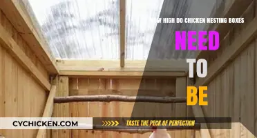 Chicken Nesting Box Height: How High is Too High?
