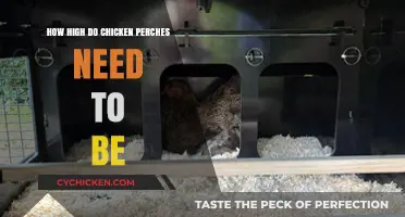 Optimal Chicken Perch Height: A Guide for Happy, Healthy Flocks
