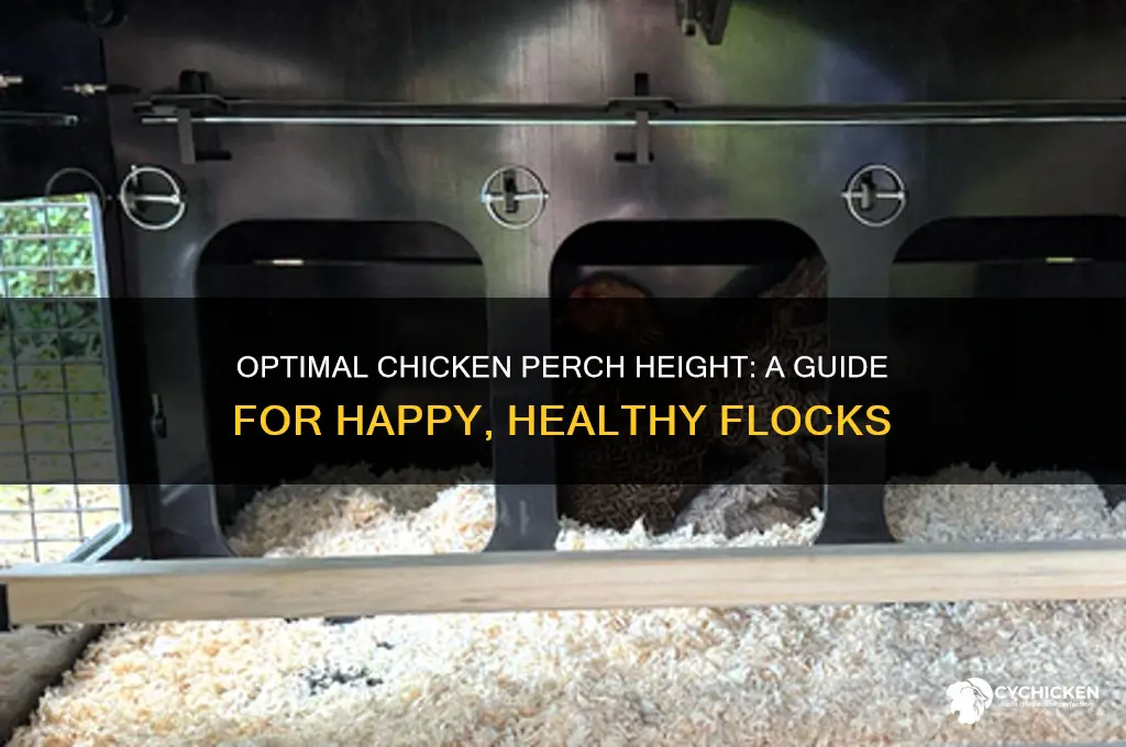how high do chicken perches need to be