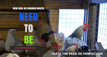 Optimal Chicken Roost Height: Ensuring Comfort and Safety for Your Flock