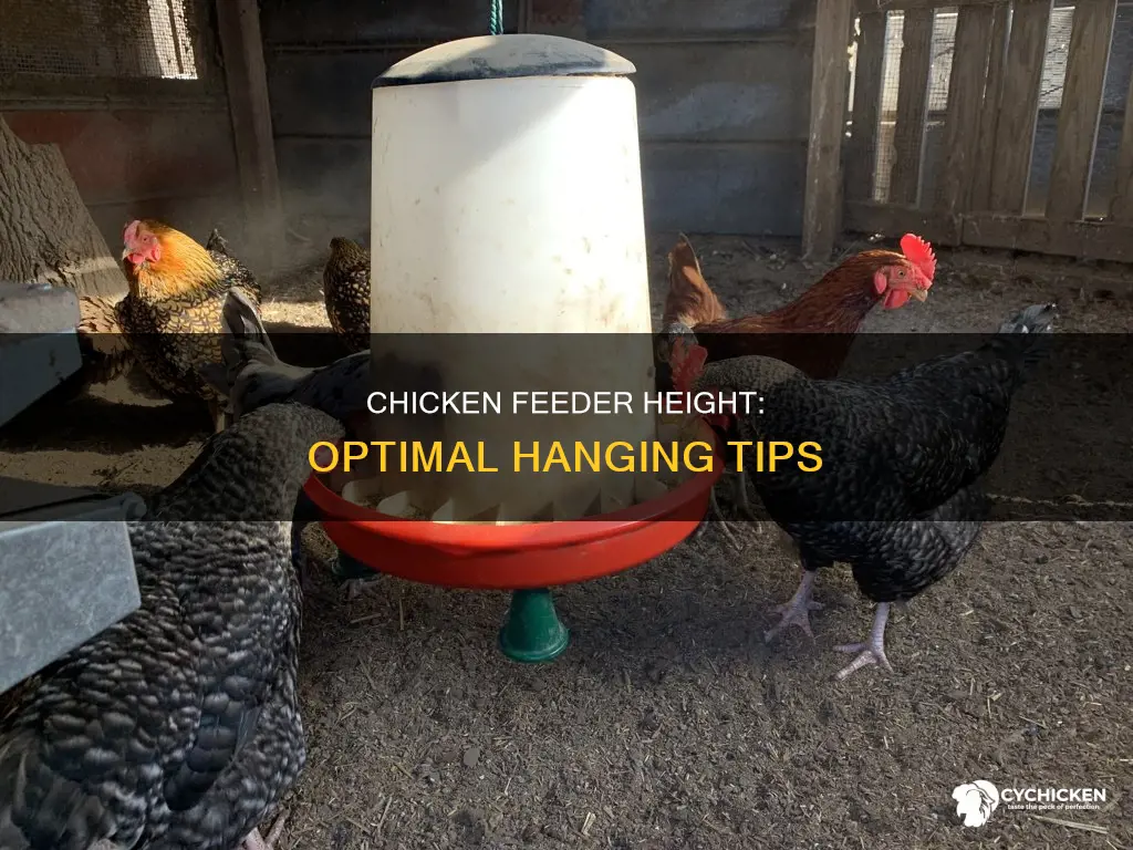 how high do i hang my hanging chicken feeders