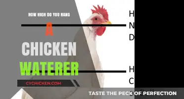 Optimal Height for Hanging Chicken Waterers: A Practical Guide