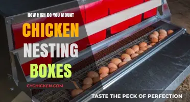 Optimal Height for Chicken Nesting Boxes: A Practical Guide