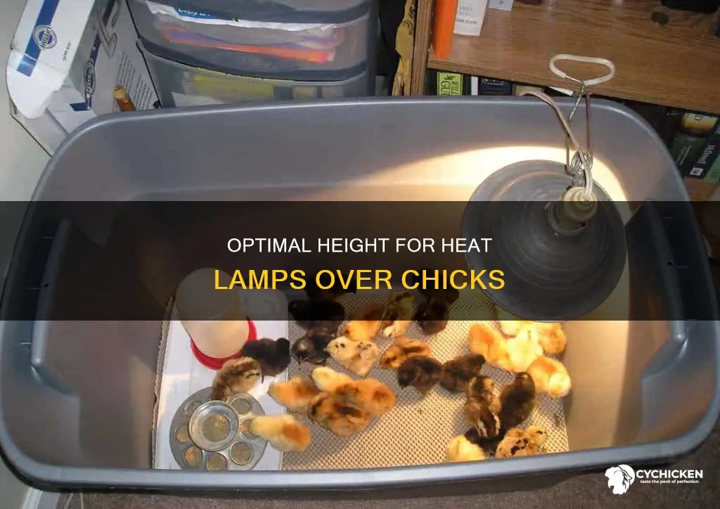 how high do you put a heat lamp for chicks