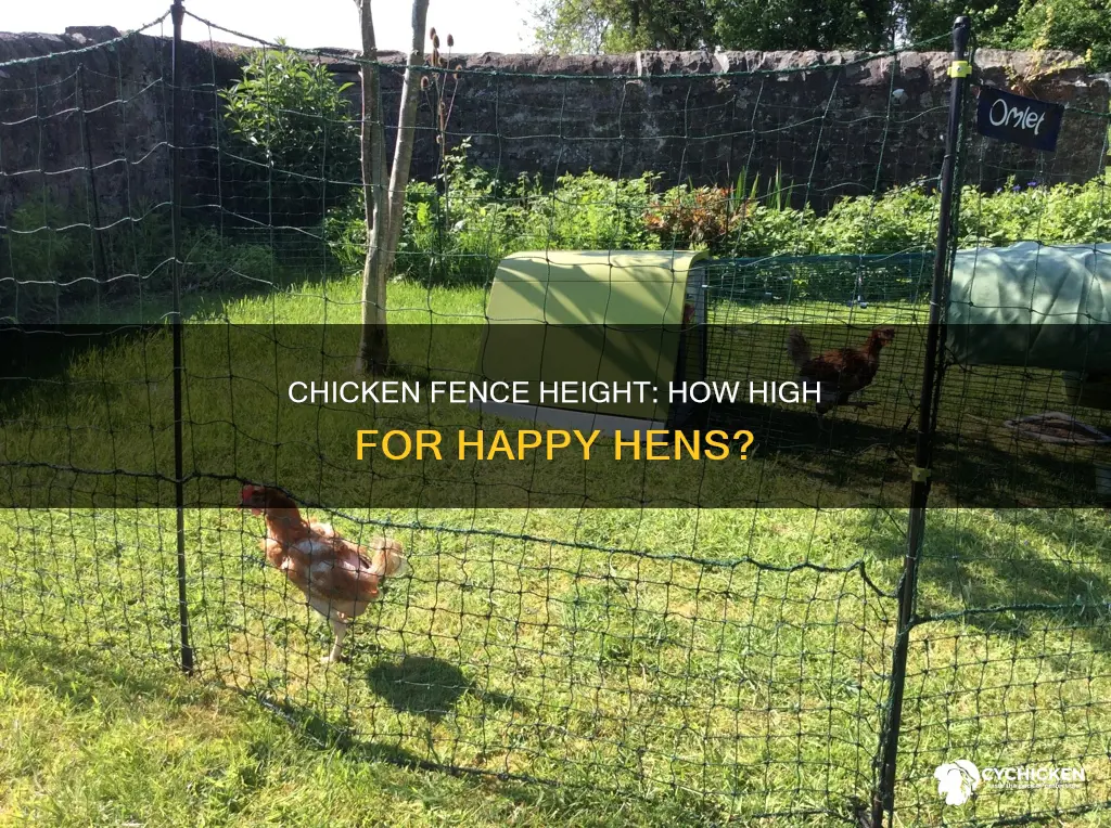 how high does a chicken fence need to be