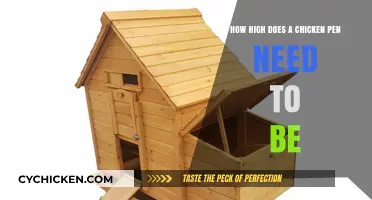 Chicken Pen Height: How High is High Enough?
