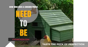 The Ideal Height for Chicken Perches: A Guide