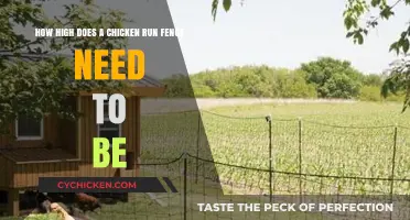 Building a Chicken Run: How High Should the Fence Be?