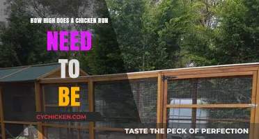 Chicken Run Heights: How High is Too High?