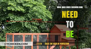 Optimal Height for Chicken Runs: Safety, Space, and Comfort Tips