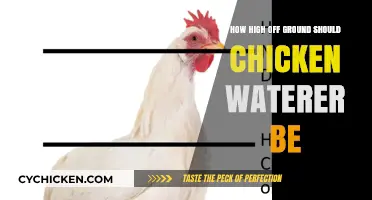 Optimal Height for Chicken Waterers: A Practical Guide