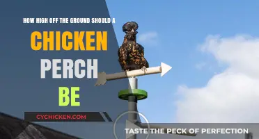 Ideal Height for Chicken Perches: How High is Too High?