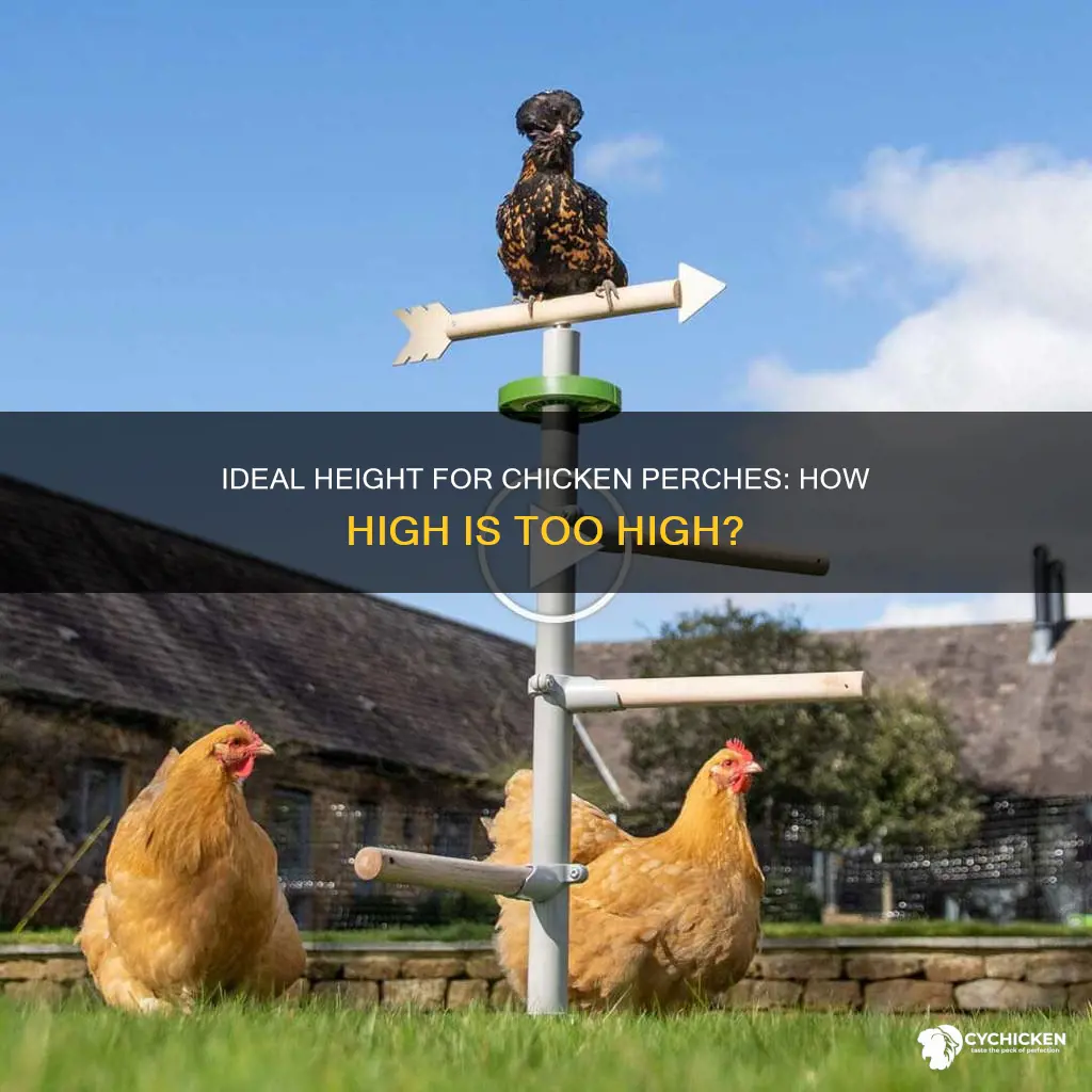 how high off the ground should a chicken perch be