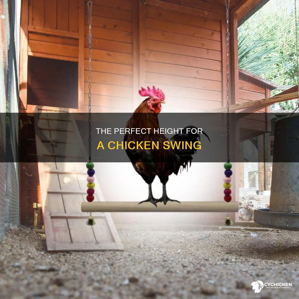 how high off the ground should a chicken swing be