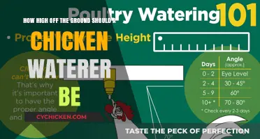 Ideal Height for Chicken Waterers: How High is Too High?