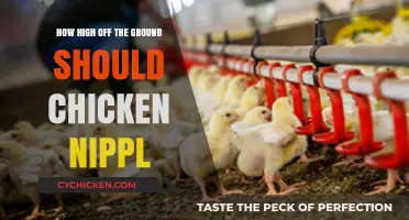 Optimal Height for Chicken Nipple Drinkers: A Practical Guide