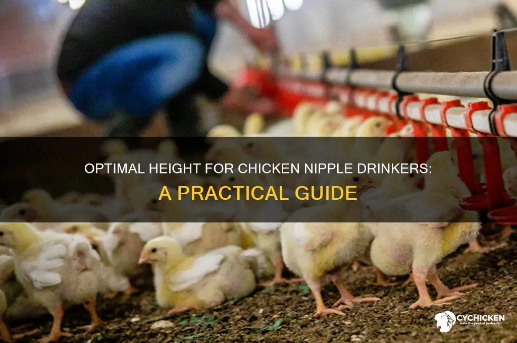 how high off the ground should chicken nippl